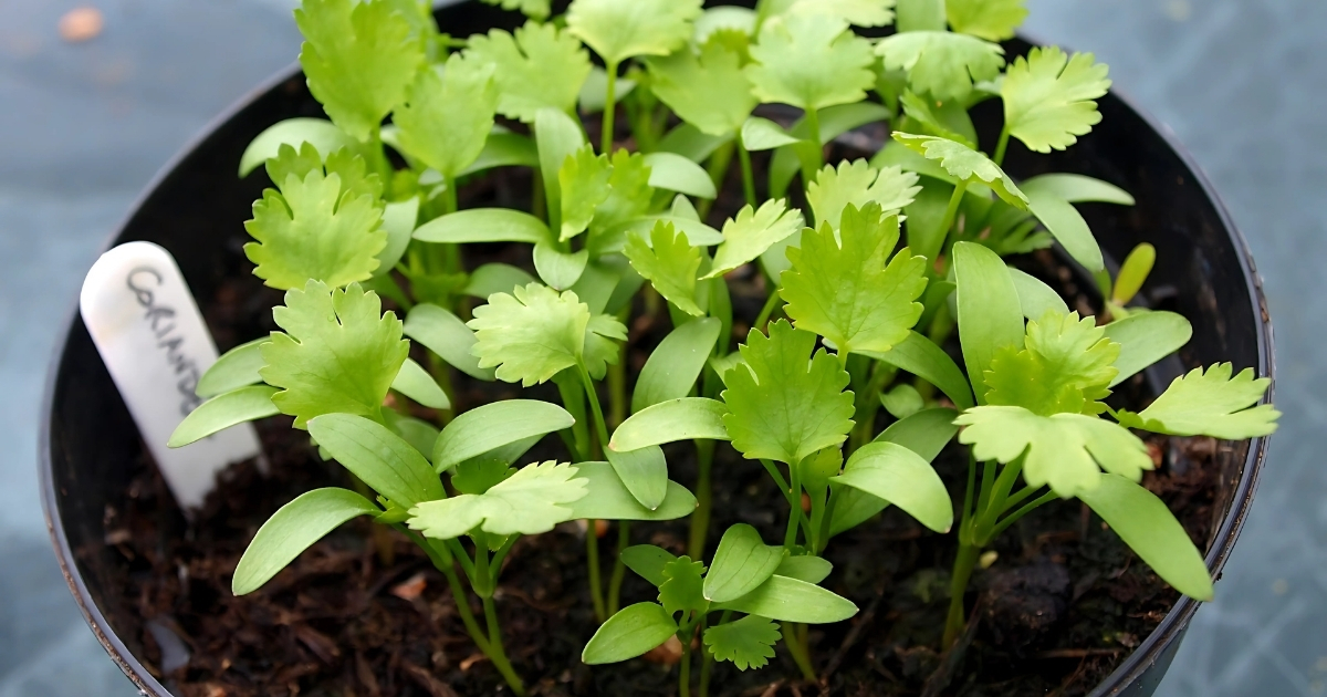 Trồng rau mùi dạng mầm (Sprouts)