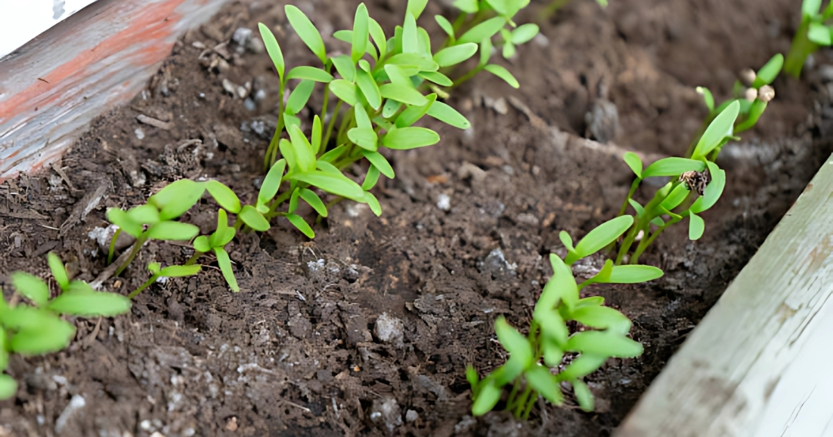 Trồng rau mùi dạng microgreen