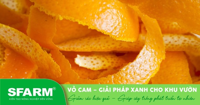 Đừng vứt vỏ cam – hãy biến chúng thành trợ thủ đắc lực trong làm vườn