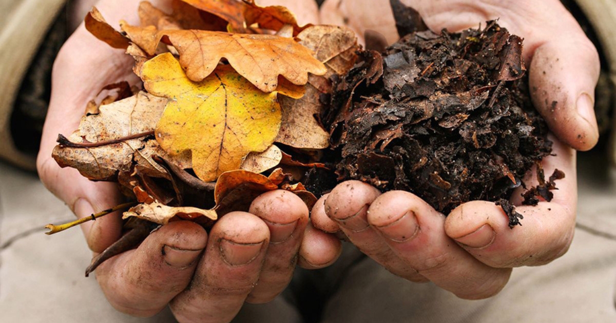 Lá cây được dùng làm lớp phủ và nguyên liệu ủ compost Lá cây được dùng làm lớp phủ và nguyên liệu ủ compost