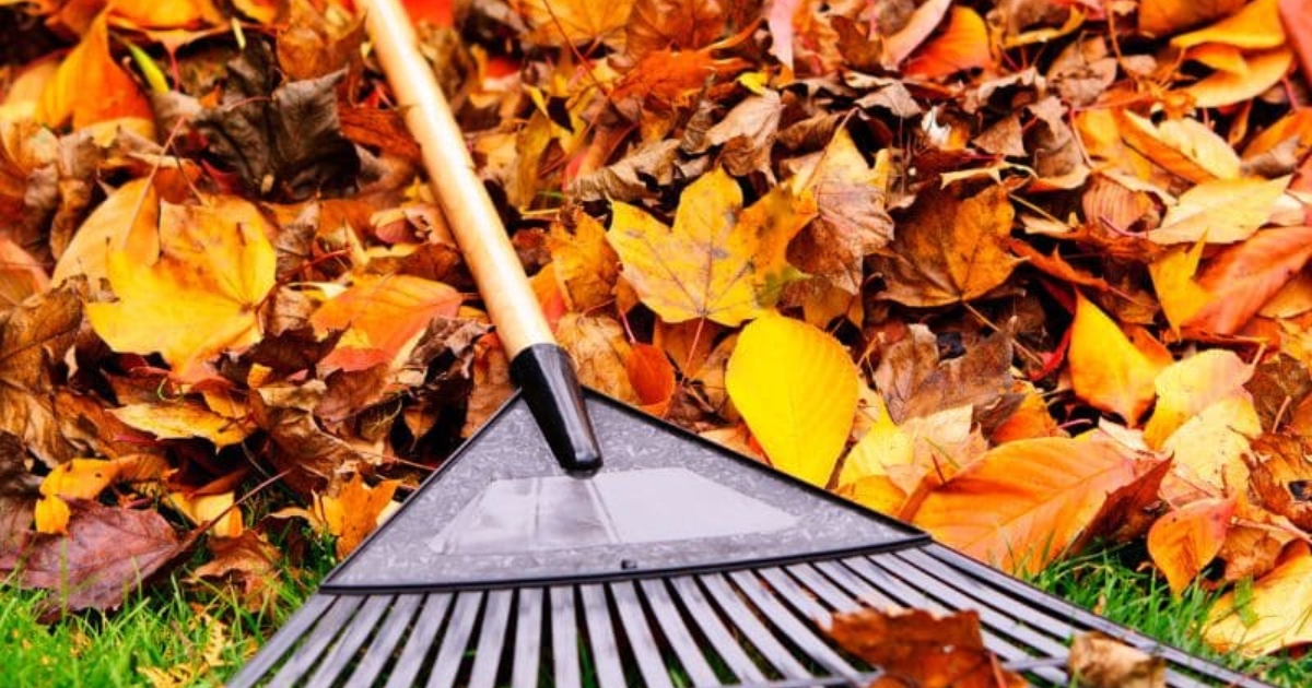 Thu gom lá cây ủ compost hoặc gửi xử lý rác xanh Thu gom lá cây ủ compost hoặc gửi xử lý rác xanh