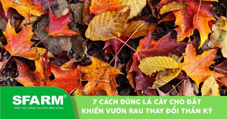 Cách dùng lá cây cho đất trồng vườn rau hiệu quả
