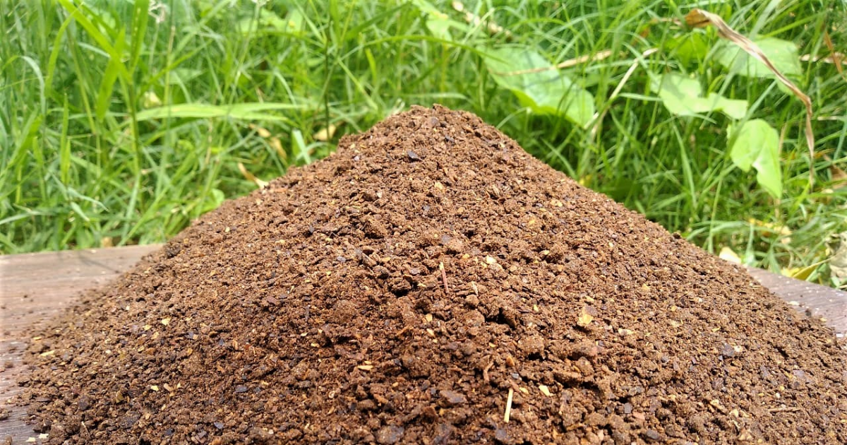 Phương pháp ủ bánh dầu bằng Trichoderma