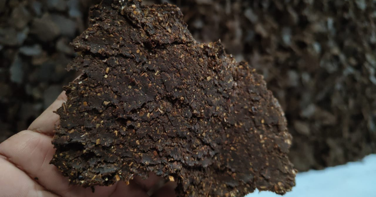 Cách ủ bánh dầu bằng Trichoderma không bị hôi