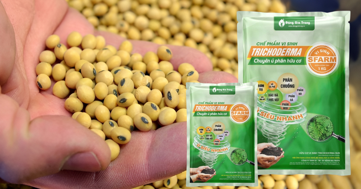 Cách ủ đậu tương với Trichoderma làm phân bón tại nhà