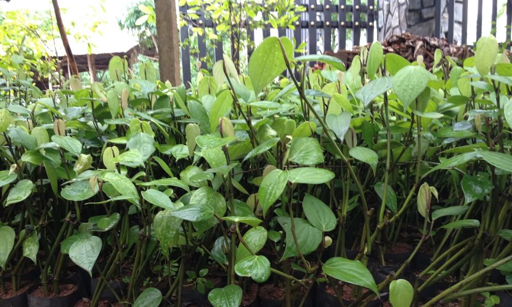 Cây giống tiêu năng suất