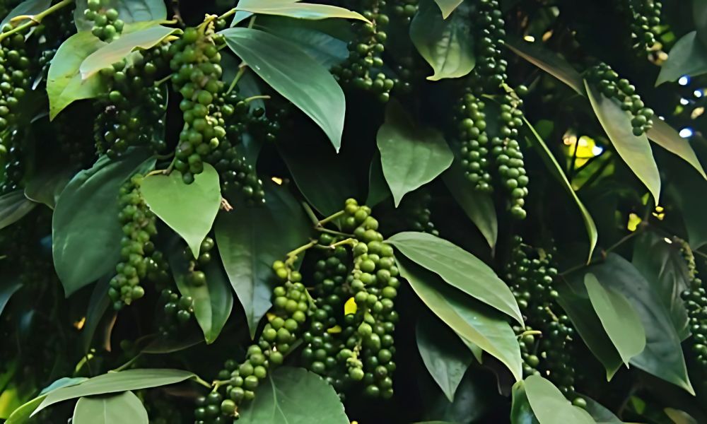 Giống tiêu Vĩnh Linh lá to