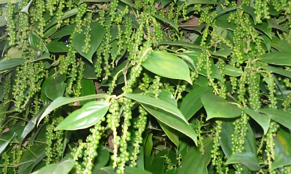 Giống tiêu Phú Quốc