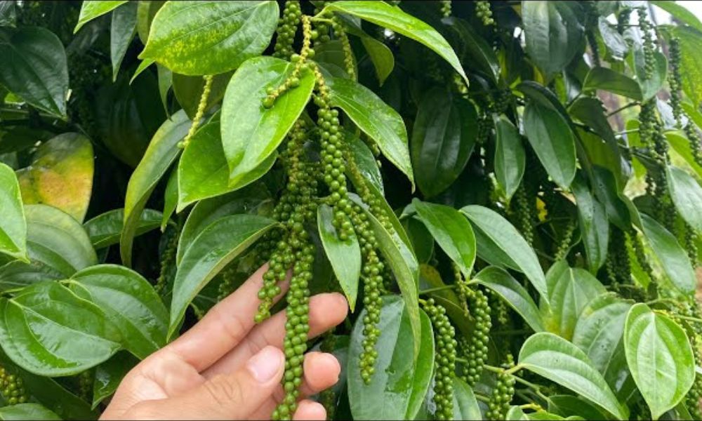 Giống tiêu Tùng Linh