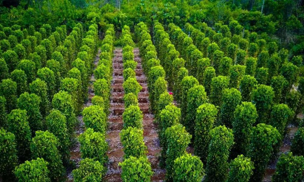 Vườn tiêu ở Phú Quốc