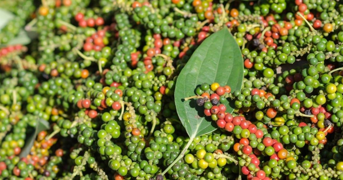Hạt tiêu xanh và chín
