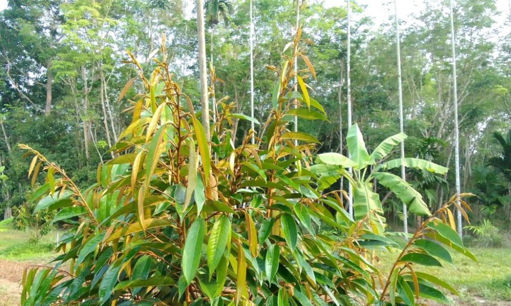 Cơi đọt sầu riêng