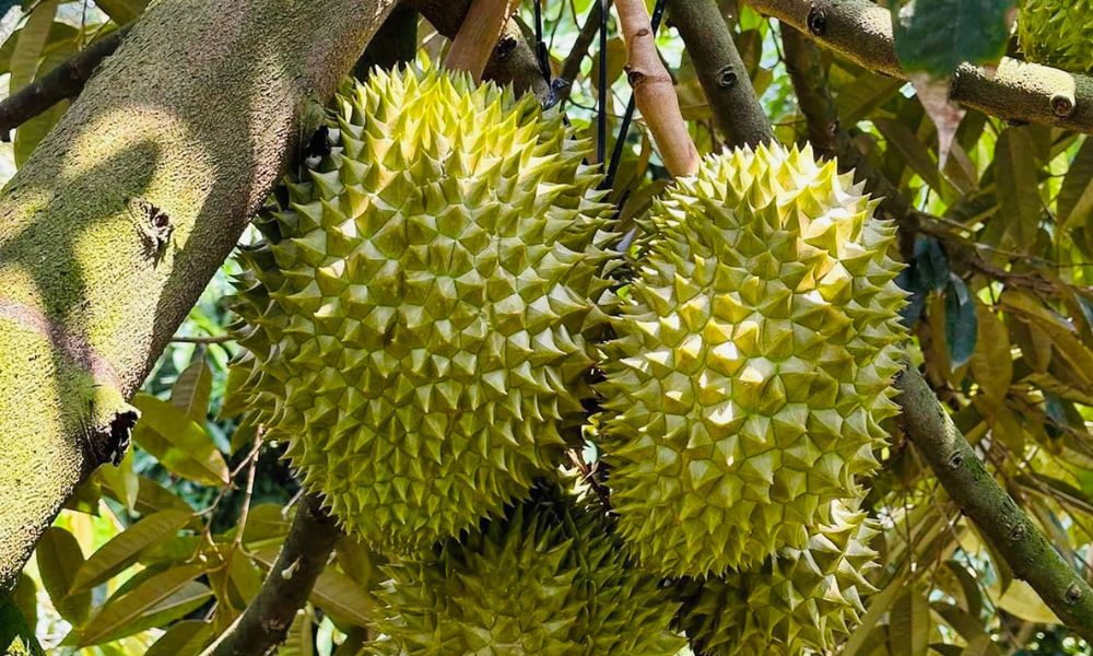 Sầu riêng đậu trái tốt khi cây khỏe mạnh