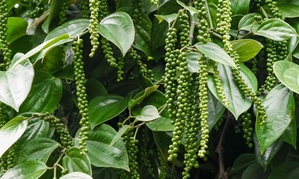 Giới thiệu cây tiêu