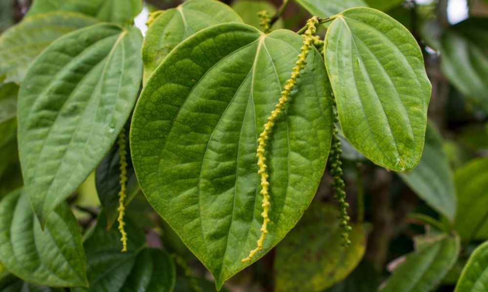 Lá cây tiêu có màu xanh, hình bầu dục, lá đơn.