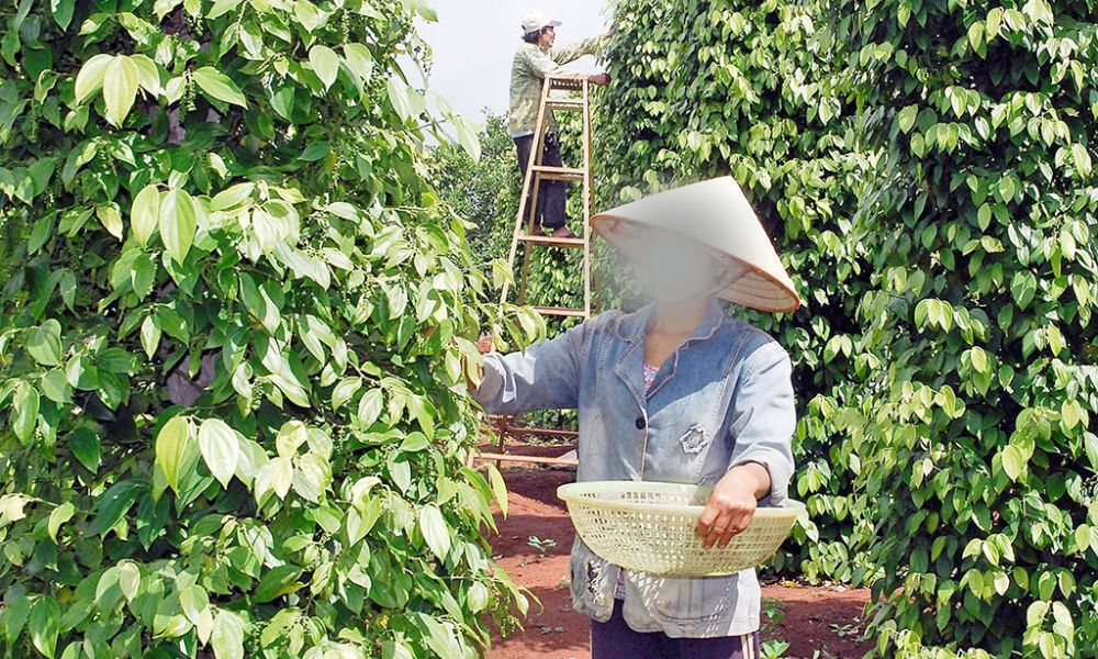 Người nông dân thu hoạch tiêu.