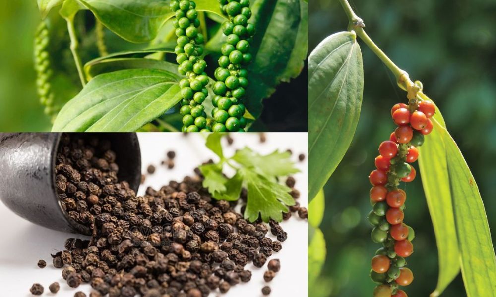 Hồ tiêu khi hấp thu đủ chất dinh dưỡng