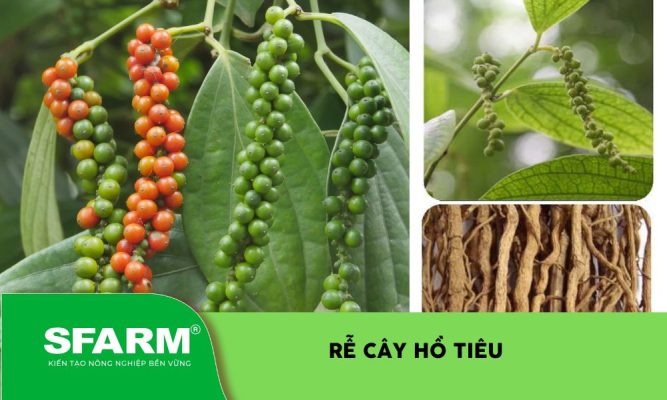 Rễ cây hồ tiêu
