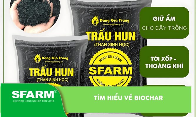Biochar