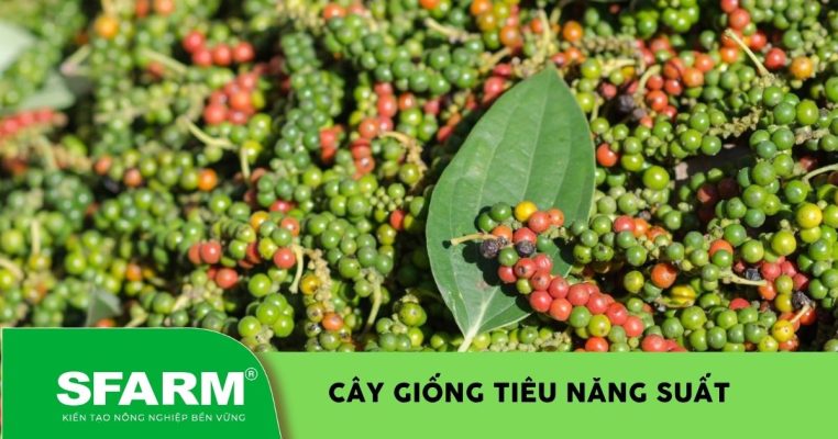 Cây giống tiêu năng suất