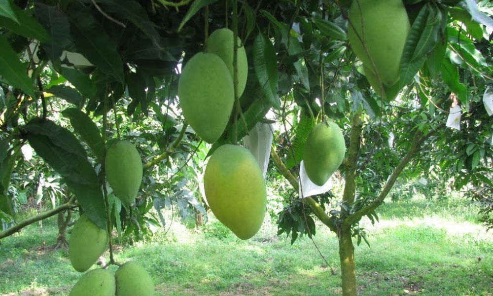 Giống xoài Tứ Quý