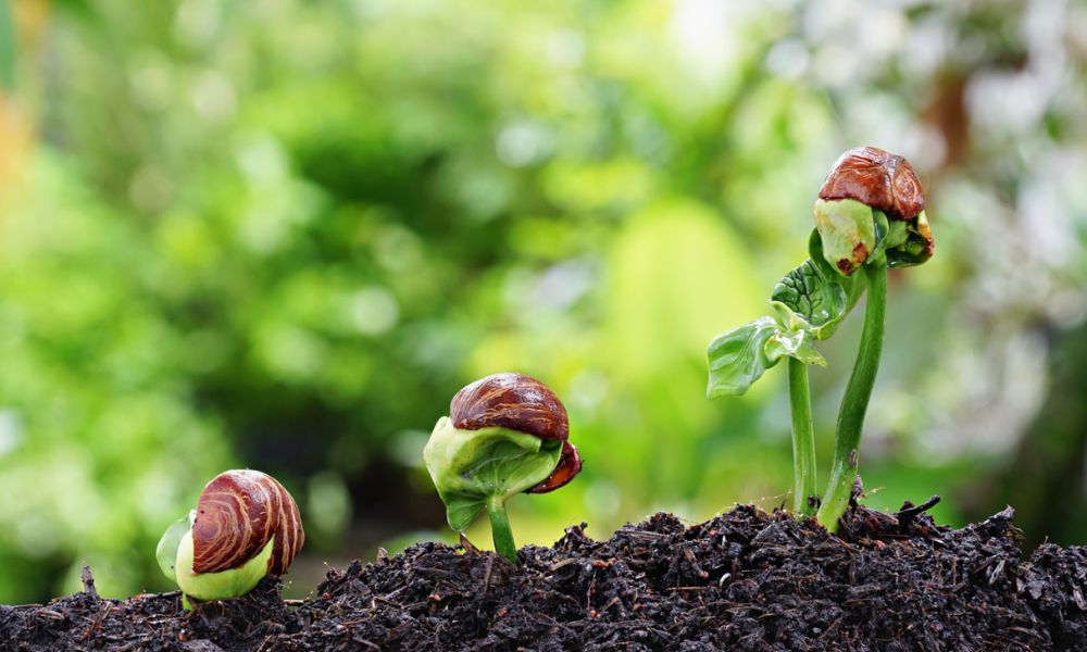 Quá trình nảy mầm của giống cây trồng