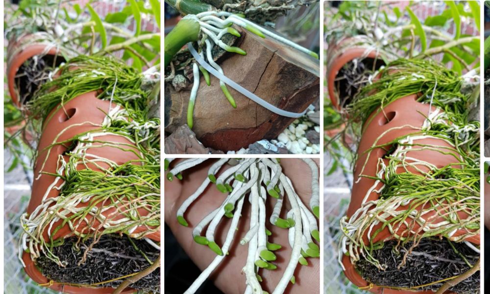 Rễ cây lan phát triển tốt