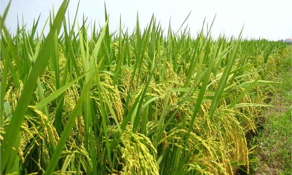Giống lúa lai VL24
