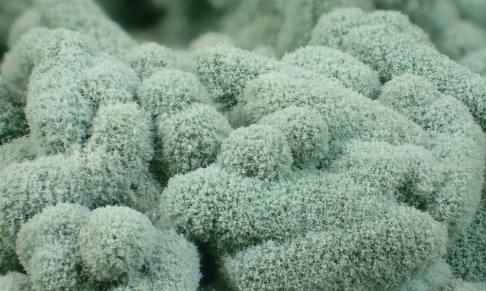 Nấm Trichoderma