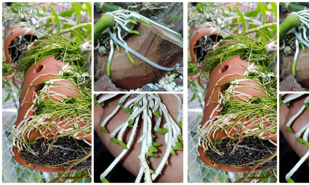 Trichoderma giúp rễ lan khỏe mạnh