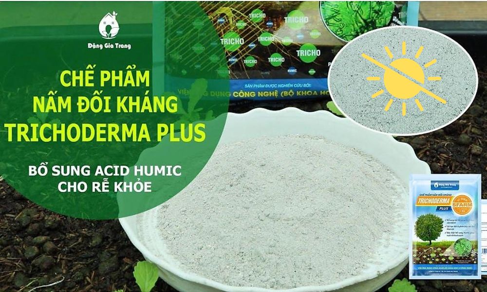 Khi pha Trichoderma tránh ánh nắng trực tiếp từ mặt trời