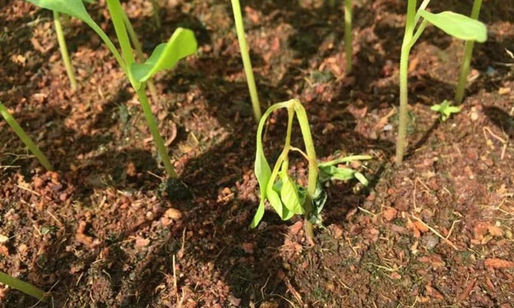 Cây bị bệnh cần Trichoderma