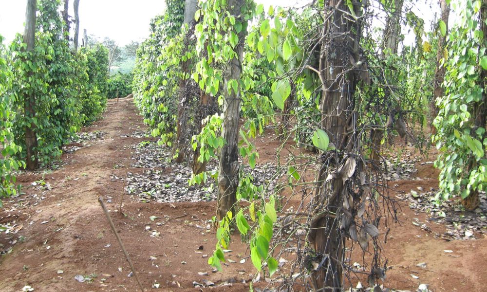 Cây tiêu bị trụi, đen lá