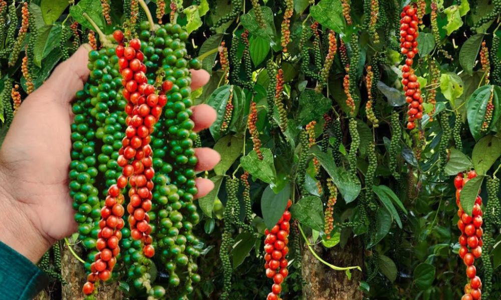 Tiêu xanh và tiêu chín đỏ