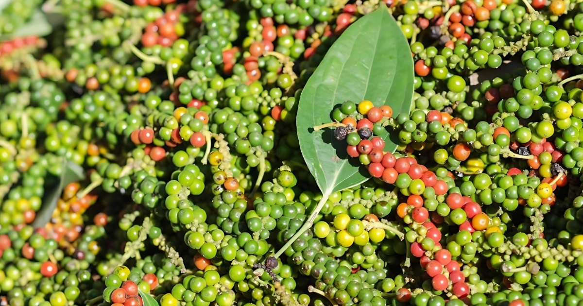 Cây hồ tiêu