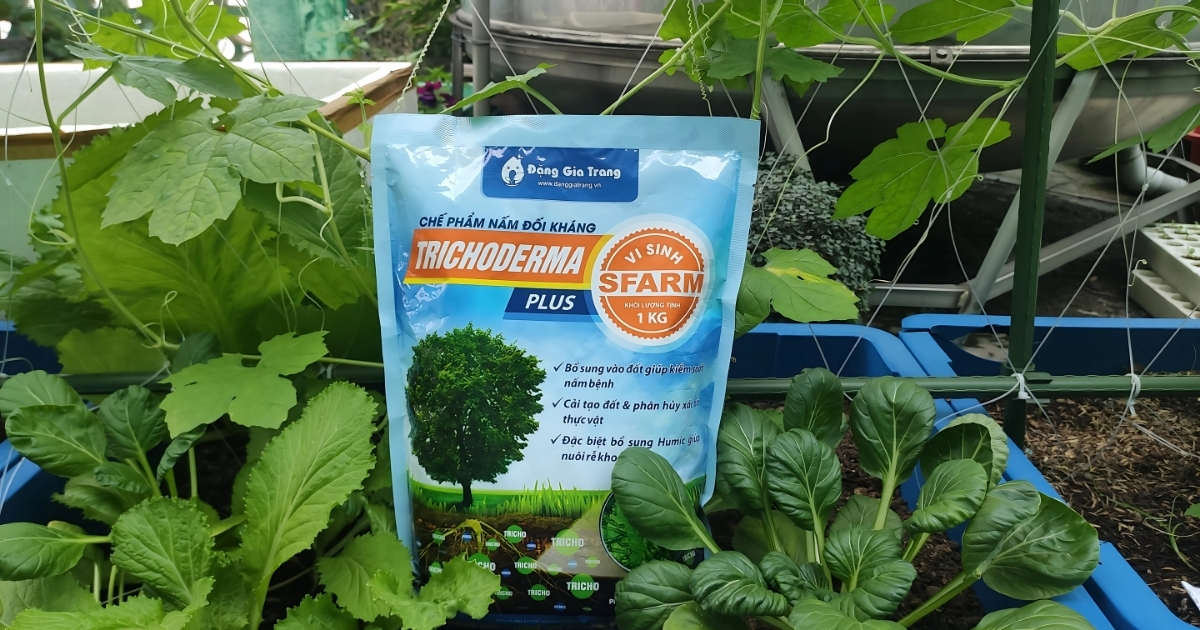 Sử dụng nấm Trichoderma để giảm mắc bệnh cho cây hồ tiêu
