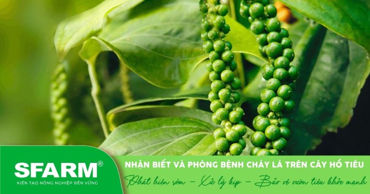 Tán lá xanh tốt – dấu hiệu vườn tiêu khỏe mạnh, không bị cháy lá.