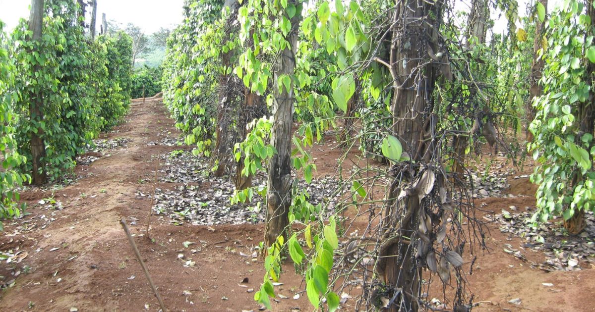 Bệnh chết chậm trên hồ tiêu Bệnh chết chậm trên hồ tiêu