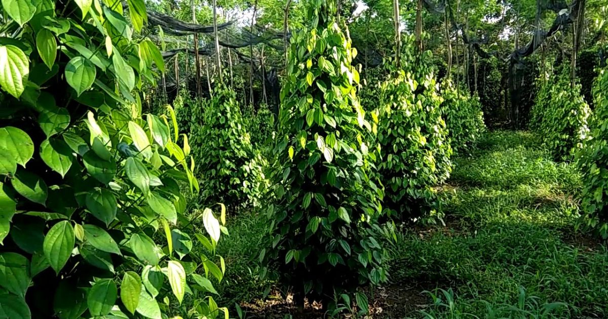 Phòng ngừa bệnh chết chậm trên hồ tiêu Phòng ngừa bệnh chết chậm trên hồ tiêu