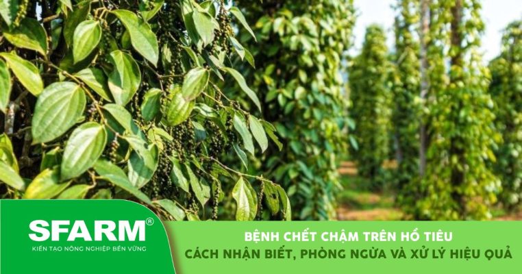 Cách nhận biết và xử lý hiệu quả bệnh chết chậm trên hồ tiêu