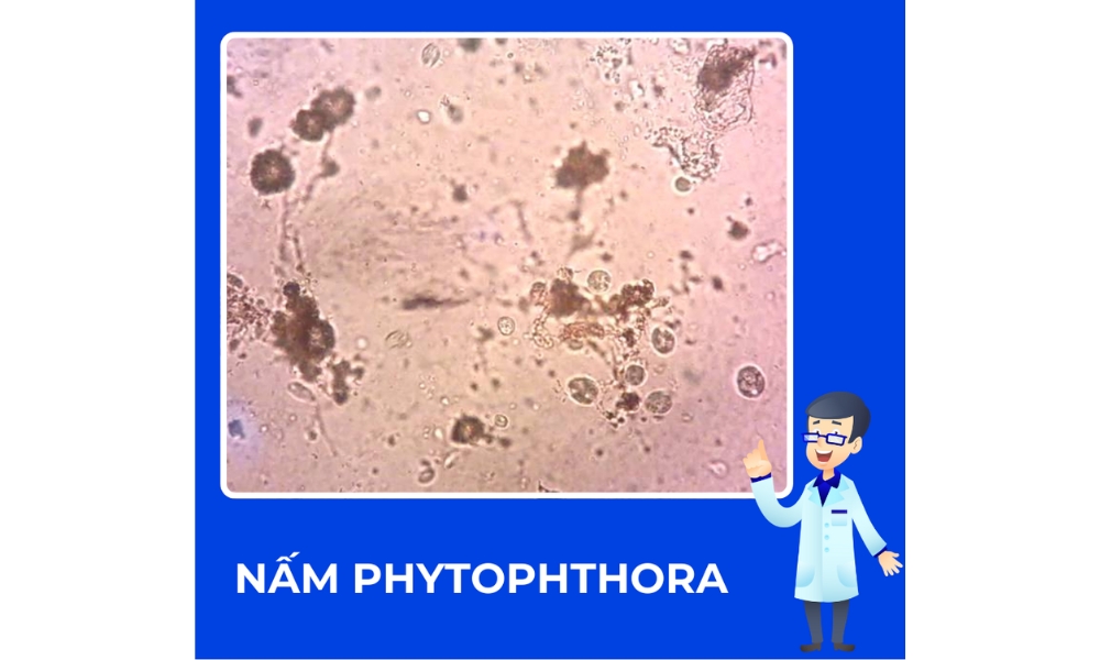 Nấm Phytophthora