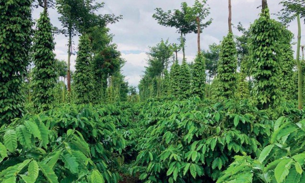 trồng xen cây hồ tiêu với cà phê