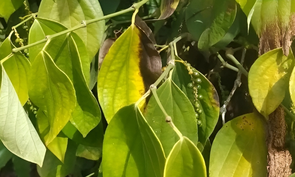 bệnh chết nhanh cây hồ tiêu