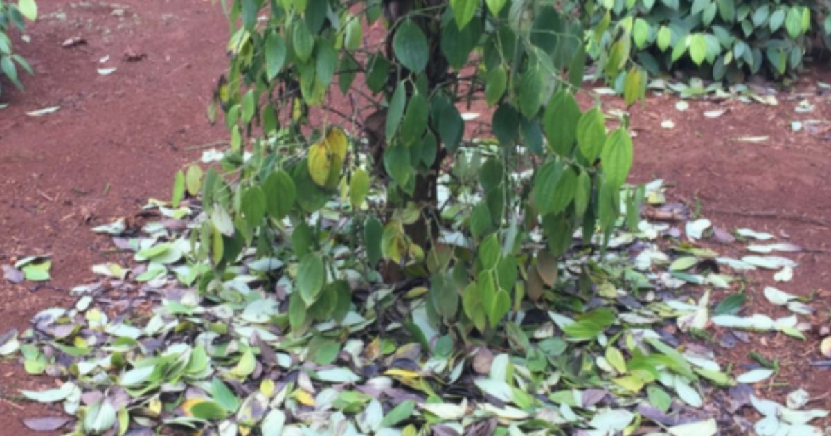 Bệnh vàng lá do nấm Phytophthora làm cây tiêu chết nhanh Bệnh vàng lá do nấm Phytophthora làm cây tiêu chết nhanh