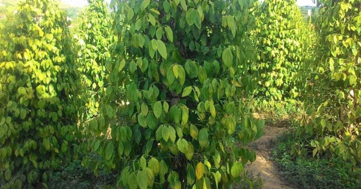 Bệnh vàng lá ở cây tiêu làm giảm năng suất vườn tiêu Bệnh vàng lá ở cây tiêu làm giảm năng suất vườn tiêu