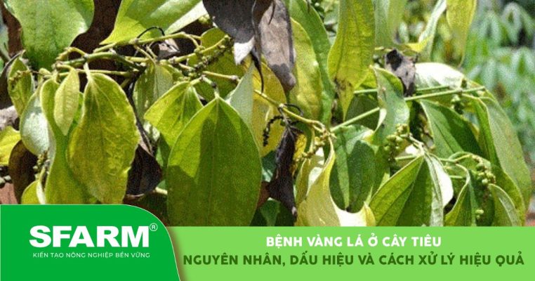 Bệnh vàng lá ở cây tiêu: Nguyên nhân, dấu hiệu và cách xử lý hiệu quả