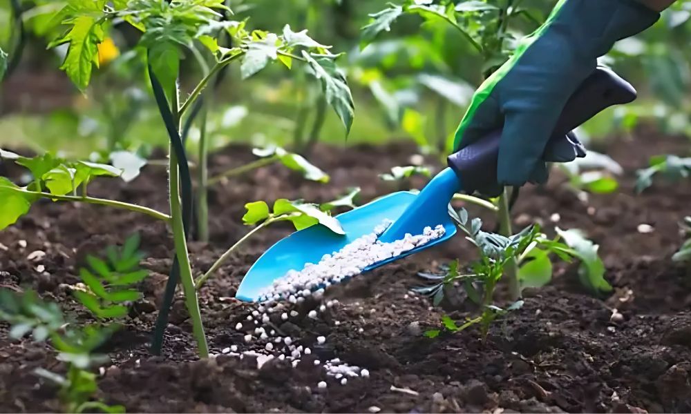 Bón phân cho cây mới trồng
