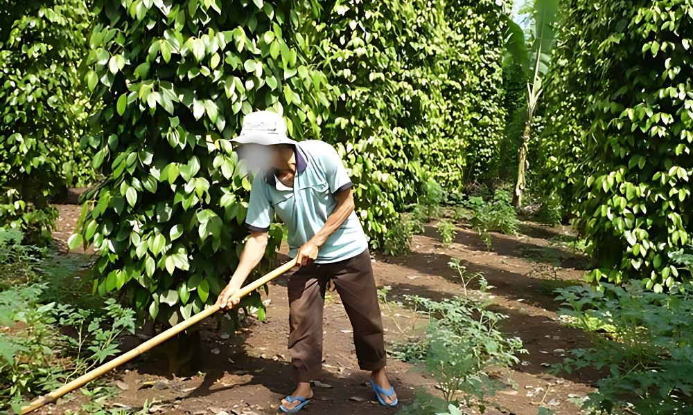 vệ sinh vườn tiêu