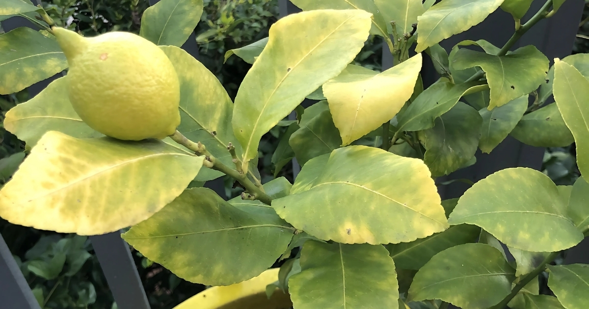 Cây chanh bị vàng lá do bón phân sai