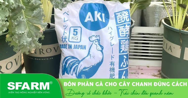 Phân gà hữu cơ Nhật Bản AKI – Lựa chọn lý tưởng để bón cho cây chanh.